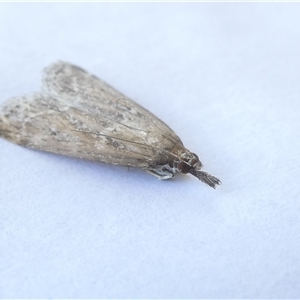 Eudonia cleodoralis at Belconnen, ACT - 4 Nov 2024