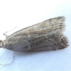 Eudonia cleodoralis at Belconnen, ACT - 4 Nov 2024