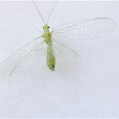 Mallada signatus (Green Lacewing) at Belconnen, ACT - 4 Nov 2024 by JohnGiacon