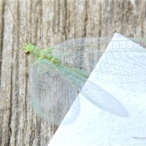 Mallada signatus at Belconnen, ACT - 4 Nov 2024 12:55 PM