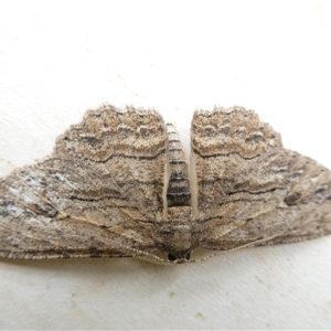 Ectropis (genus) at Macquarie, ACT - 4 Nov 2024