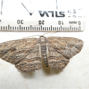 Ectropis (genus) at Macquarie, ACT - 4 Nov 2024