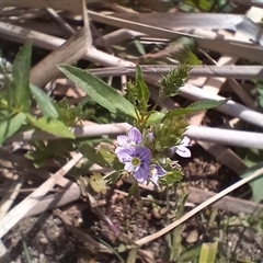 Veronica anagallis-aquatica at Cooma, NSW - 4 Nov 2024 02:32 PM