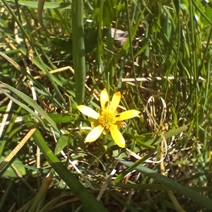 Ranunculus papulentus at Cooma, NSW - 4 Nov 2024