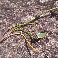 Ranunculus papulentus at Cooma, NSW - 4 Nov 2024