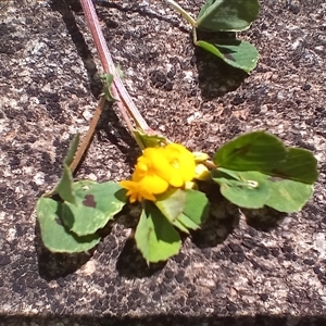 Medicago arabica at Cooma, NSW - 4 Nov 2024