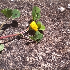 Medicago arabica at Cooma, NSW - 4 Nov 2024 02:49 PM