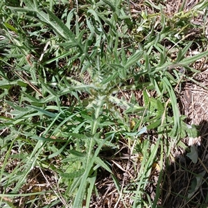 Cirsium vulgare at Cooma, NSW - 4 Nov 2024