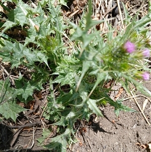 Cirsium vulgare at Cooma, NSW - 4 Nov 2024