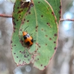 Aulacophora hilaris (Pumpkin Beetle) at Bungendore, NSW - 4 Nov 2024 by clarehoneydove