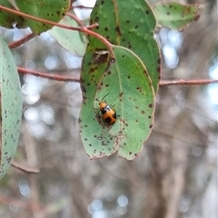 Aulacophora hilaris at Bungendore, NSW - 4 Nov 2024