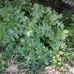 Silybum marianum at Cooma, NSW - 4 Nov 2024