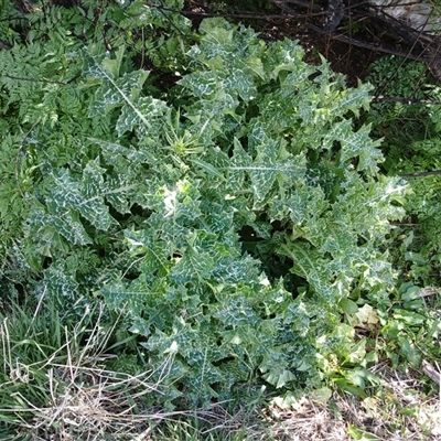 Senecio bathurstianus at Cooma, NSW - 4 Nov 2024 by mahargiani