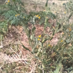 Amsinckia calycina at Cooma, NSW - 4 Nov 2024