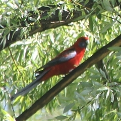 Platycercus elegans (Crimson Rosella) at Cooma, NSW - 4 Nov 2024 by mahargiani