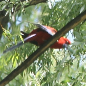 Platycercus elegans at Cooma, NSW - 4 Nov 2024