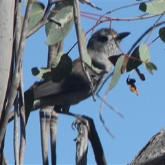 Colluricincla harmonica (Grey Shrikethrush) at Cooma, NSW - 4 Nov 2024 by mahargiani