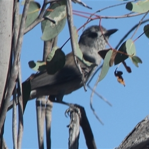 Colluricincla harmonica at Cooma, NSW - 4 Nov 2024