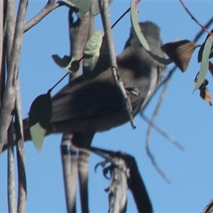 Colluricincla harmonica at Cooma, NSW - 4 Nov 2024 04:19 PM