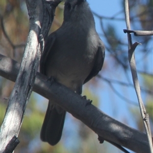 Colluricincla harmonica at Cooma, NSW - 4 Nov 2024 04:19 PM