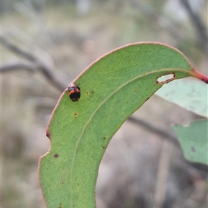 Ditropidus pulchellus at Bungendore, NSW - suppressed