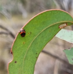 Ditropidus pulchellus at Bungendore, NSW - 4 Nov 2024