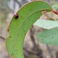 Ditropidus pulchellus at Bungendore, NSW - suppressed