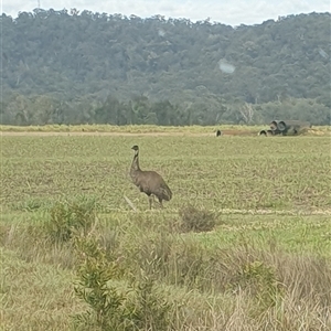 Dromaius novaehollandiae at Tyndale, NSW - 19 Sep 2024