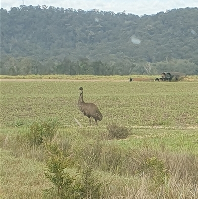 Dromaius novaehollandiae (Emu) at Tyndale, NSW - 18 Sep 2024 by Topwood