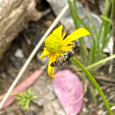 Syrphini (tribe) (Unidentified syrphine hover fly) at Aranda, ACT - 4 Nov 2024 by Jubeyjubes