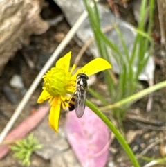 Syrphini (tribe) at Aranda, ACT - 4 Nov 2024 12:57 PM