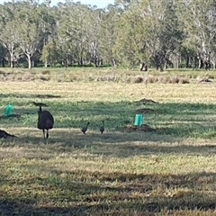 Dromaius novaehollandiae (Emu) at Tyndale, NSW - 1 Oct 2024 by Topwood