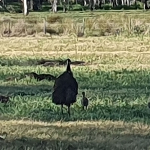 Dromaius novaehollandiae at Tyndale, NSW - 1 Oct 2024