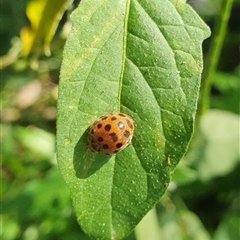 Henosepilachna vigintioctopunctata (28-spotted potato ladybird or Hadda beetle) at Shark Creek, NSW - 2 Nov 2024 by Topwood