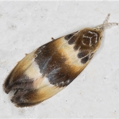 Piloprepes anassa (A Concealer moth (Wingia group)) at Melba, ACT - 2 Nov 2024 by kasiaaus