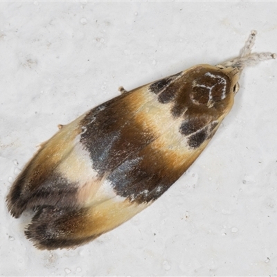 Piloprepes anassa (A Concealer moth (Wingia group)) at Melba, ACT - 2 Nov 2024 by kasiaaus