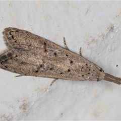 Carposina undescribed species (A Fruitworm moth (Family Carposinidae)) at Melba, ACT - 2 Nov 2024 by kasiaaus