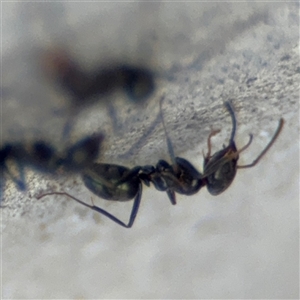 Iridomyrmex rufoniger at Pialligo, ACT - 2 Nov 2024