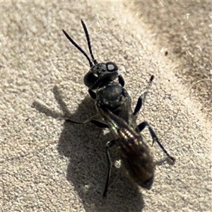 Crabroninae (subfamily) at Pialligo, ACT - 2 Nov 2024