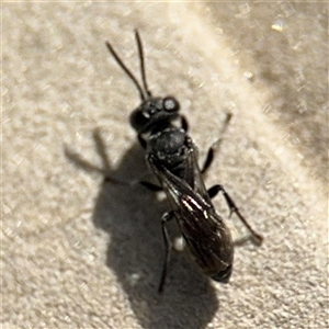 Crabroninae (subfamily) at Pialligo, ACT - 2 Nov 2024