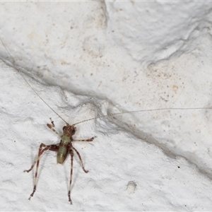 Torbia viridissima at Melba, ACT - 2 Nov 2024 10:37 PM