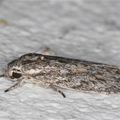 Phylomictis sarcinopa at Melba, ACT - 2 Nov 2024 10:38 PM