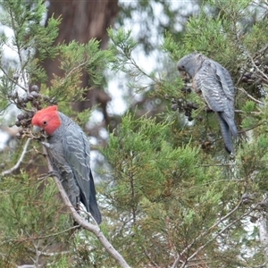 Callocephalon fimbriatum at Ainslie, ACT - 14 Dec 2023