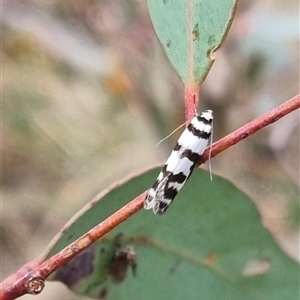 Philobota impletella Group at Bungendore, NSW - 4 Nov 2024