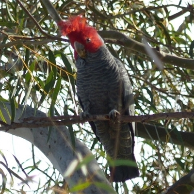 Callocephalon fimbriatum (Gang-gang Cockatoo) at Ainslie, ACT - 19 Sep 2024 by Jeanette