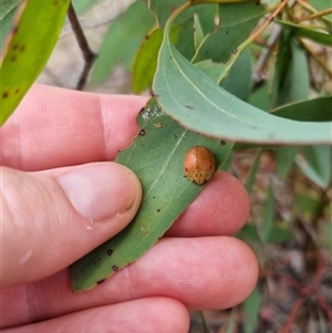 Paropsis sp. (genus) at suppressed - 4 Nov 2024