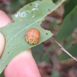 Paropsis sp. (genus) at suppressed - 4 Nov 2024