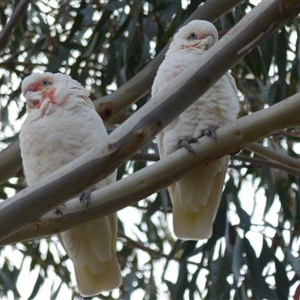 Cacatua tenuirostris at Ainslie, ACT - 5 May 2024