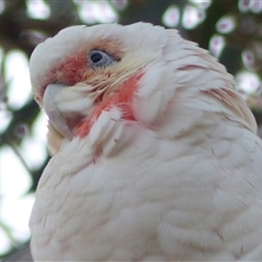 Cacatua tenuirostris at Ainslie, ACT - 5 May 2024