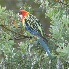 Platycercus eximius (Eastern Rosella) at Ainslie, ACT - 28 Nov 2023 by Jeanette